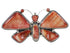 Jewelry Large Statement Oyster Shell Butterfly Ring Size 8-1/4 PS72889